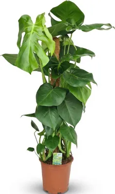Zdjęcie produktu dla Monstera deliciosa na podkładce z mchu, 90 cm x 19 cm, roślina doniczkowa, łatwa w pielęgnacji, liść okienny