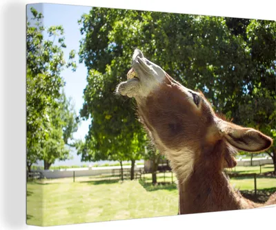 Produktbild von OneMillionCanvasses® - Leinwandbilder - 140x90 cm, Esel lachend, Wandbilder Kunstdruck Wanddekoration