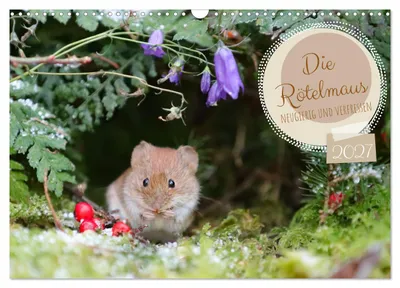 Produktbild von Die Rötelmaus - gierig und verfressen (Wandkalender 2027 DIN A3 quer), CALVENDO Monatskalender