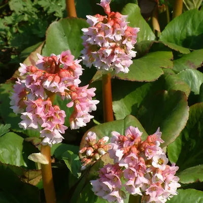 Produktbild von 6 x Bergenie  - Bergenia 'Baby Doll'  | Topf 9cm x 9cm