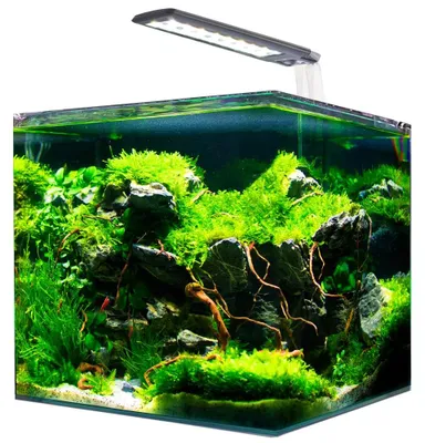 Aquarium Nanotank 20, Glas, LED & Filter, 25x25x30 cm, 18 L