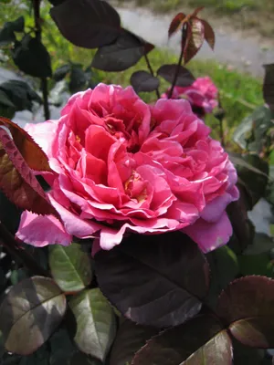 Produktbild von Edelrose Elbflorenz® - Rosa Elbflorenz® - Meilland-Rose - ADR-Rose - Duftrose der Provence