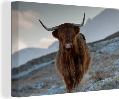 Produktbild von OneMillionCanvasses® - Leinwandbilder - 140x90 cm, Schottisches Hochlandrind - Landschaft - Schottland, Wandbilder Wohnzimmer Hochland Rind - Tier Wanddekoration - Hochland Rind - Kuh - Gemälde auf