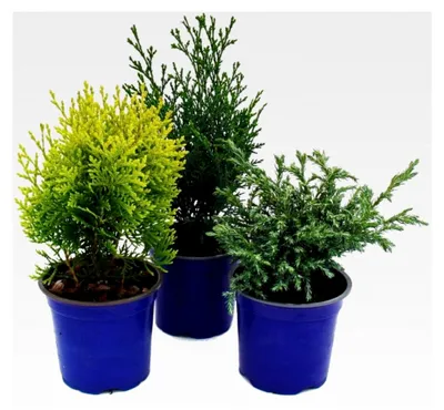Produktbild von Set aus Zwerg-Koniferen mit 3 Pflanzen - kleine Nadelgehölze für Beet und Balkon - im 10,5 cm Topf