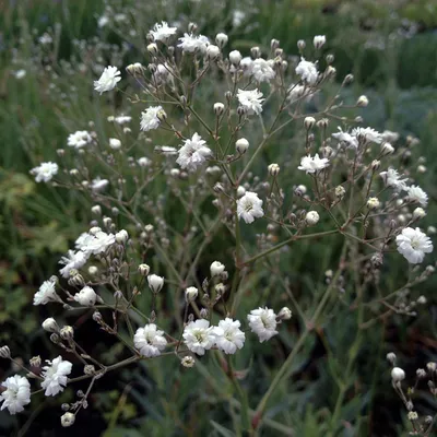 Produktbild von 6 x Schleierkraut  - Gypsophila paniculata 'Bristol Fairy'  | Topf 9cm x 9cm