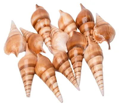 Immagine prodotto di Coloranti - Conchiglie Tibia, 400g