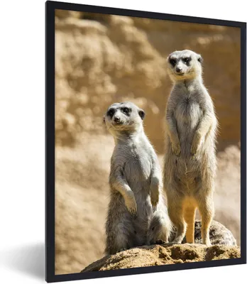 Produktbild von MuchoWow® Gerahmtes Poster Felsen - Erdmännchen - Tiere 60x80 cm - Poster mit Schwarzem Bilderrahmen Wandposter Rahmen Foto Bilder - Premium - Wanddeko Wohnzimmer