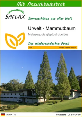 Produktbild von SAFLAX - Urwelt - Mammutbaum - Metasequoia glyptostroboides - 60 Samen - Mit keimfreiem Anzuchtsubstrat
