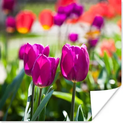 Produktbild von MuchoWow® Poster Frühling - Tulpen - Lila 75x75 cm - Wand Dekoration