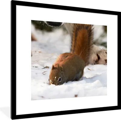 Produktbild von MuchoWow® Gerahmtes Poster Eichhörnchen - Wolf - Schnee - Winter 40x40 cm - Poster mit Schwarzem Bilderrahmen Wandposter Rahmen Foto Bilder - Poster - Plakat im Rahmen