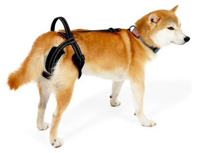 Produktbild von Hunde Tragehilfe, Reflektierendes Hebegeschirr, Verstellbare Gehhilfe für Hunde mit Schwachen Hinterbeinen