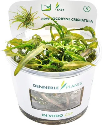 Produktbild von Grasblättriger Wasserkelch - Cryptocoryne crispatula In-Vitro