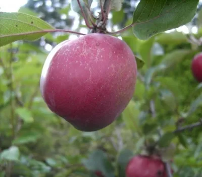 Produktbild von Malus Oberlübbe - Apfel Oberlübbe - Apfelbaum - Zierapfel 60-100