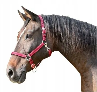 Produktbild von Covalliero Mustang Halfter rot/schwarz für Pferde