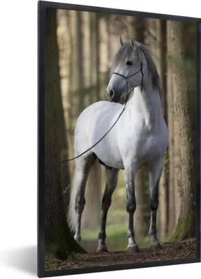 Produktbild von MuchoWow® Gerahmtes Poster Pferd - Andalusier - Weiß 60x90 cm - Poster mit Schwarzem Bilderrahmen Wandposter Rahmen Foto Bilder - Kunst