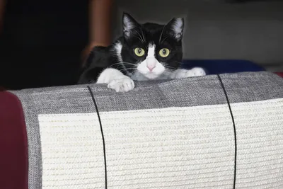 Produktbild von Katzen Kratzmatte Kratzschutz Sofa mit elastischen Spielzeugbällen und Taschen, Sofaschutz, Sisal-Nagelschärfer für Ihre Kätzchen, schützt alle Arten von Möbeln, kratztonne für Katzen,