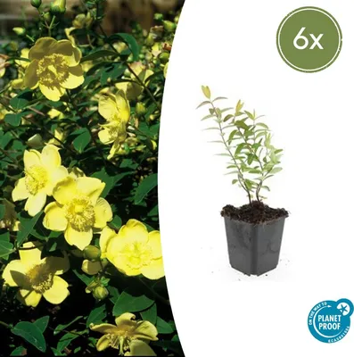 Zdjęcie produktu dla Hypericum 'Hidcote' | 6 sztuk - 10-25cm - Ø9cm - Roślina ogrodowa