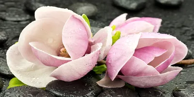 Produktbild von Tulup® Leinwandbild -100x50 cm - Wandkunst - Drucke auf Leinwand - Leinwanddruck  - Blumen & Pflanzen - Rosa - Magnolie Zen Stein