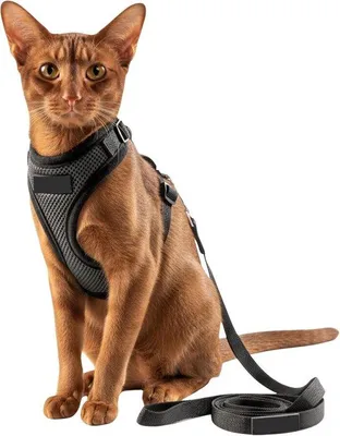 Produktbild von Famanu Katzenharness mit Leine, ausbruchsicher und verstellbar, grau, Größe S