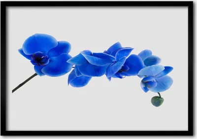 Produktbild von Bild 100x70 MDF-Rahmen Wandkunst Natur Blume Pflanze