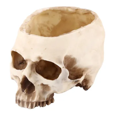 A skull-shaped planter on a white background.
