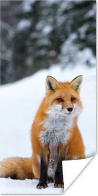 Produktbild von MuchoWow® Poster Fuchs - Schnee - Wald 60x120 cm - Wandschmuck