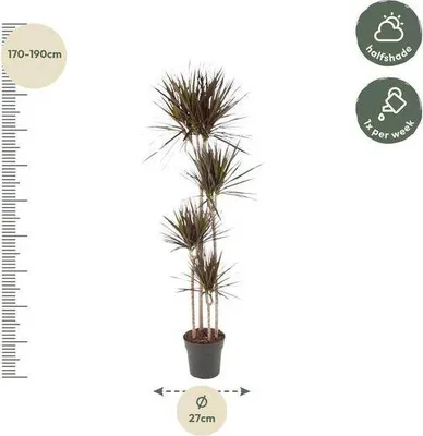 Immagine prodotto di Dracaena Magenta, 180 cm, Ø 27 cm, pianta da appartamento con foglie verdi, decorativa