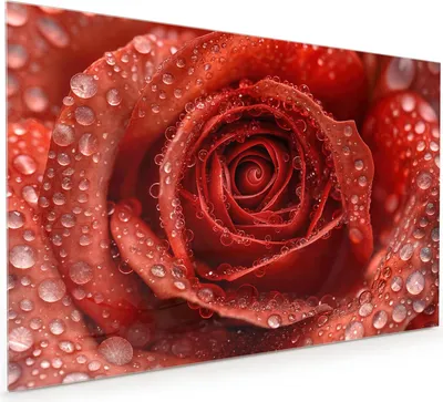 Produktbild von Küchenrückwand Spritzschutz Glas mit Motiv Wassertropfen Rose 40 x 40 cm