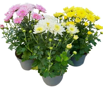 Produktbild von Enseleits 3er Set Garten-Chrysanthemen, (Chrysanthemum indicum)