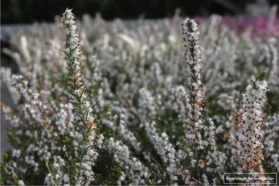 Image de 6 x Erica carnea - femelle- Bruyère - Conteneur 10.5 cm