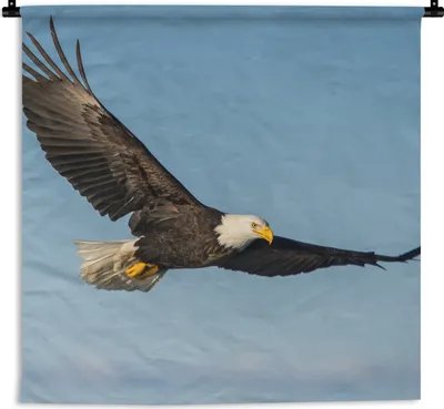 Produktbild von MuchoWow® Wandteppich Wandbehang Vogel - Adler - Raubvögel 90x90 cm Tapisserie Dekoration Wandtuch - Wandaufhänger