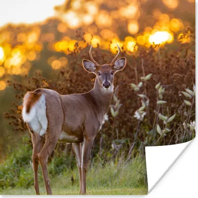 Produktbild von MuchoWow® Poster Hirsche - Pflanzen - Sonnenuntergang - Wildtiere - Natur 50x50 cm - Wohnzimmerdekoration