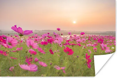 Produktbild von MuchoWow® Poster Blumenwiese - Rosa - Mohnblumen 180x120 cm - Fotoplakat