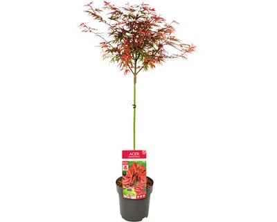 Obrázek produktu pro Javor dlanitolistý Acer palmatum 'Shaina' polokmen 40 cm květináč 3 l