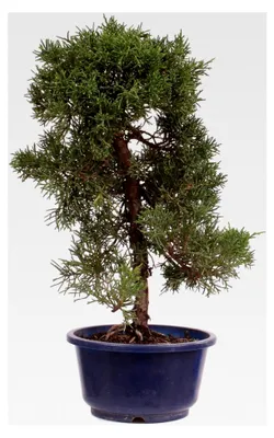 Produktbild von Bonsai - Juniperus chinensis 'Kishu' Chinesischer Wacholder aus Japan 226/49