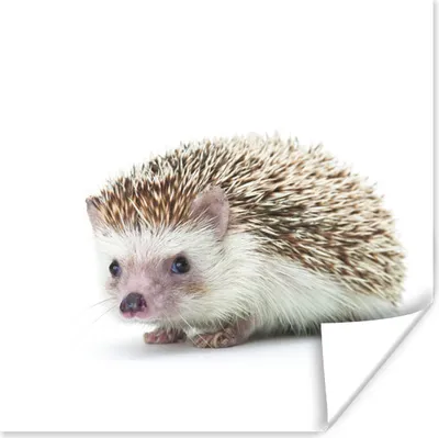 Produktbild von MuchoWow® Poster Igel - Tiere - Weiß 75x75 cm - Wand Dekoration