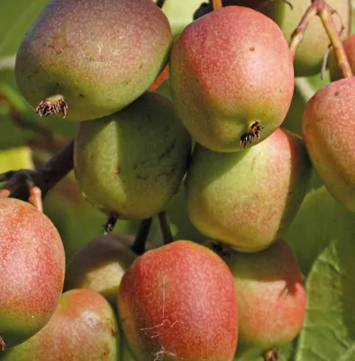Produktbild von KIWI Geneva - weiblich 1L