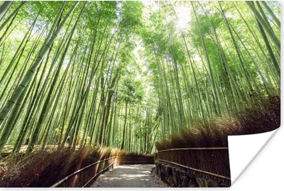 Produktbild von MuchoWow® Poster Bambushain in Arashiyama Japan 90x60 cm - Schlafzimmer