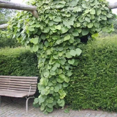 A wooden bench sits next to a large, leafy vine growing on a wooden structure, with a hedge in the background.