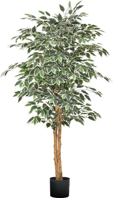 A full shot of a faux ficus tree in a black pot, isolated on a white background.