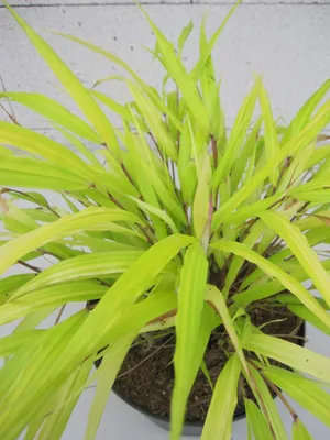 Produktbild von Hakonechloa macra All Gold - Japanisches Goldberggras