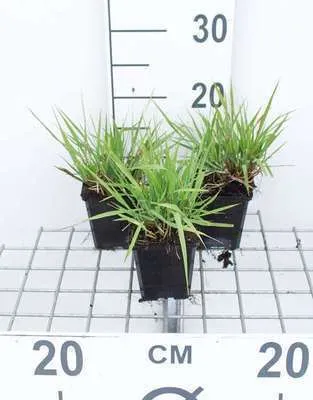 Produktbild von 6 x  Eragrostis spectabilis - Liebesgras - Topf 9 x 9 cm