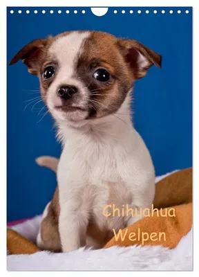 Produktbild von Chihuahua Welpen (Wandkalender 2027 DIN A4 hoch), CALVENDO Monatskalender