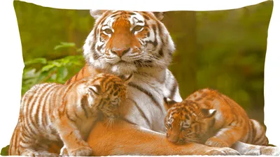 Produktbild von MuchoWow® Zierkissen Sofakissen Wohnzimmer Dekokissen 50x30 cm Tiger - Jungtiere - Natur - Wohnzimmerdekoration - Polster mit Photo