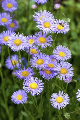 Produktbild von Kissen-Aster Lady in Blue, im Topf - Aster dumosus