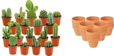 Image de Assortiment de mini-cactus - 18 pièces - Ø 8,1 cm - Hauteur : 5-10 cm - Pots en terre cuite