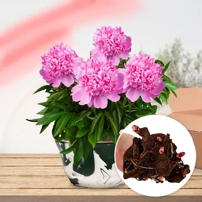 Produktbild von Pfingstrosen Pflanzen Purple Passion - 1 Wurzel - Große Päonien Hybride - Winterhart und mehrjährige Staude - Pflanzen aus Holland für Garten und Topf (kein Samen, Zwiebeln, nicht künstlich)