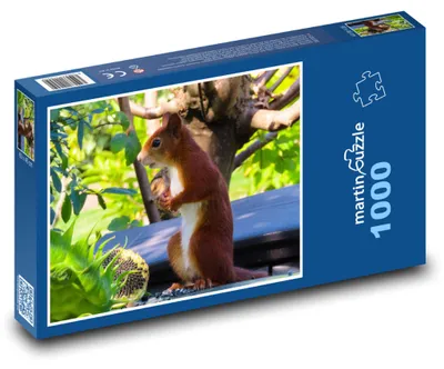 Zdjęcie produktu dla martinpuzzle - Puzzle 1000 - Veverka - las, zwierzęta
