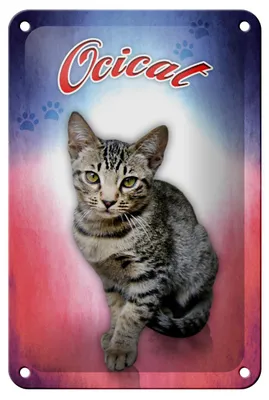 Produktbild von Blechschild Katze 18x12cm Ocicat Wanddeko