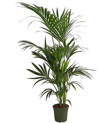 Produktbild von Dehner Kentiapalme, Howea forsteriana, mit Fiederblättern, 160-170 cm, Ø Topf 24 cm, Zimmerpalme